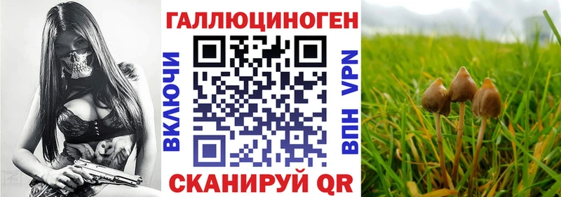 хочу   Цимлянск  omg онион  Псилоцибиновые грибы мухоморы 